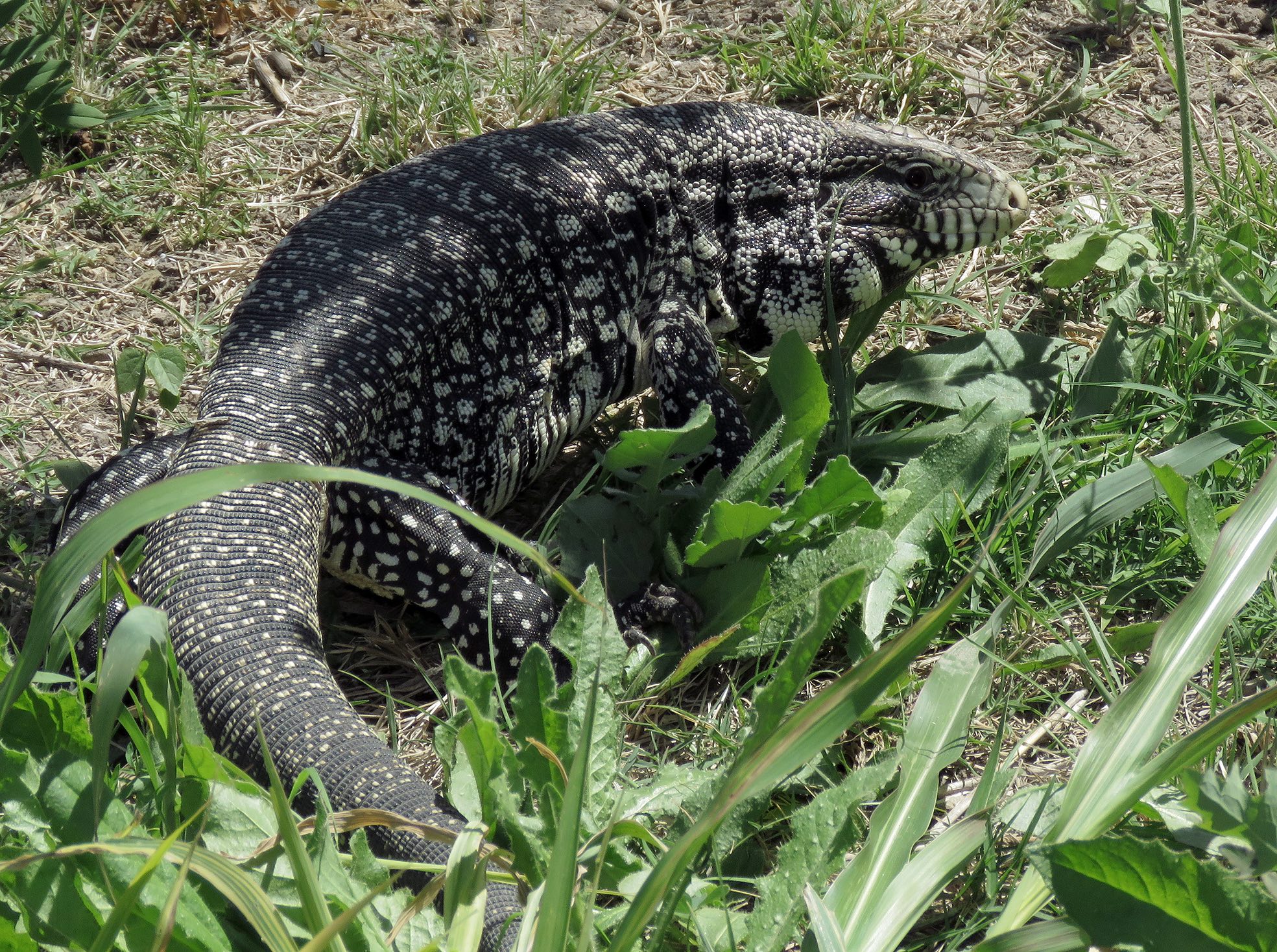 Lagarto