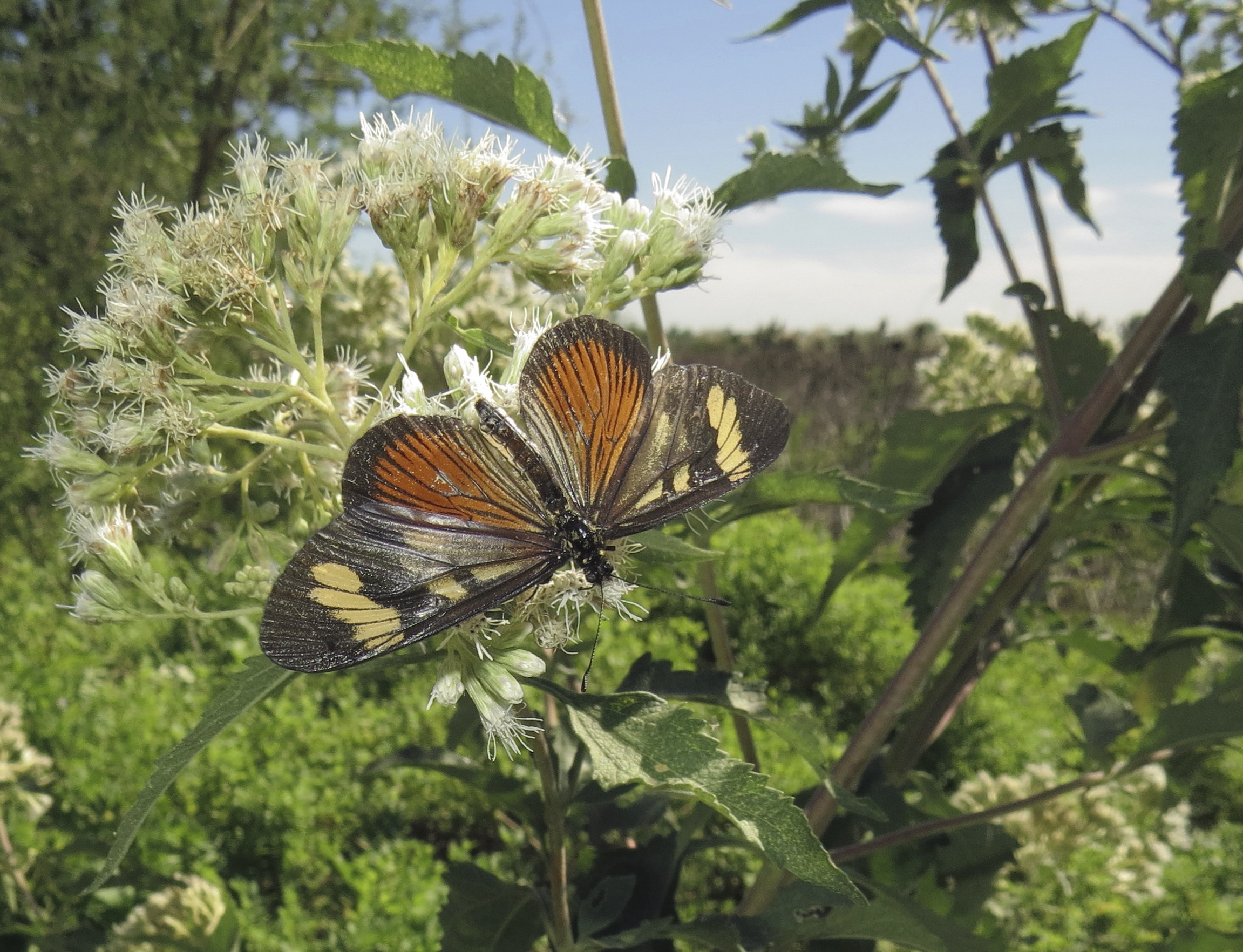 Mariposa