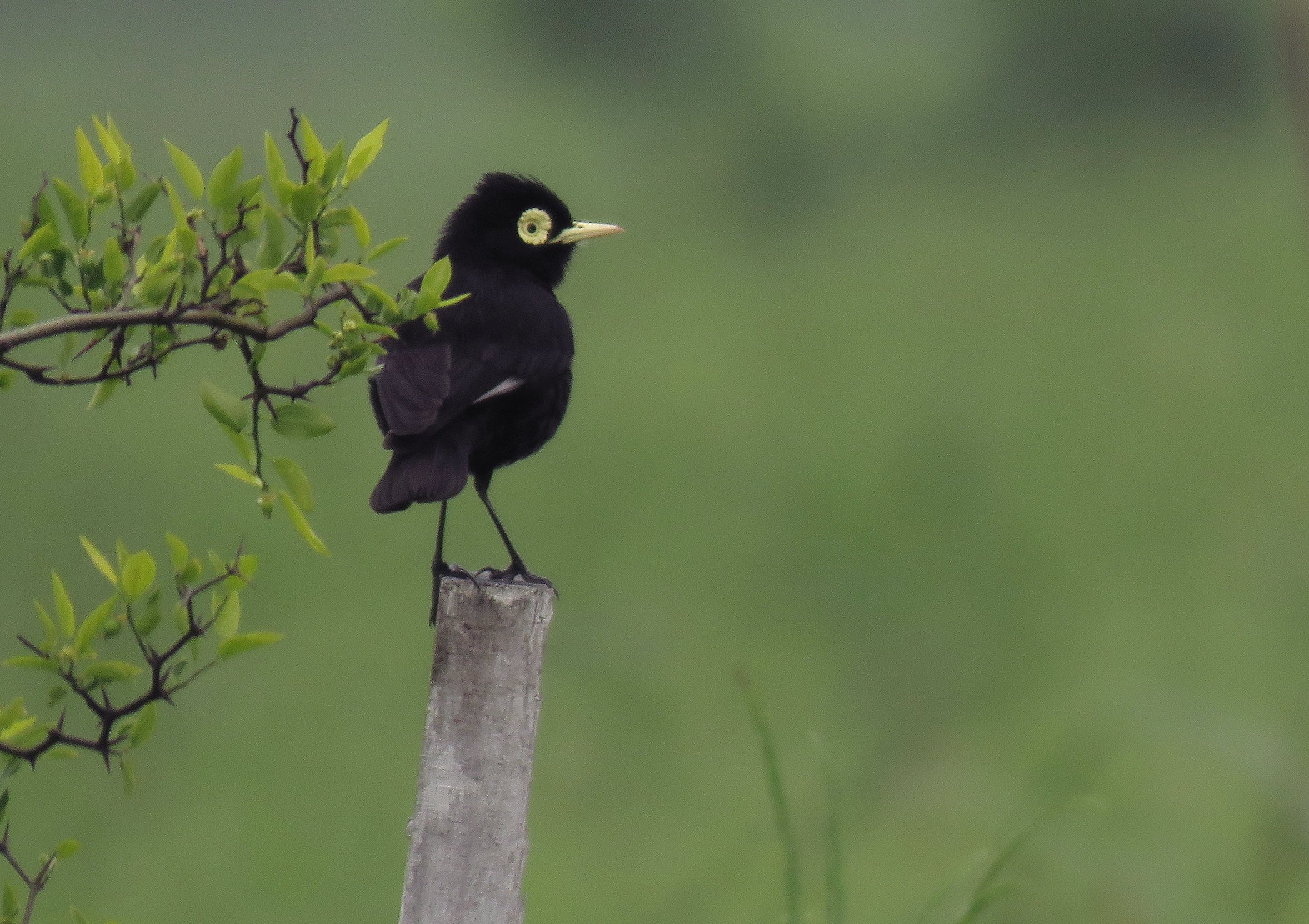 Pajarito negro